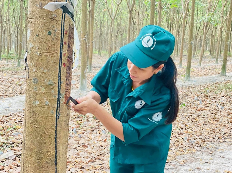 Xây dựng phương án, thực hiện chứng chỉ về quản lý rừng cao su bền vững 