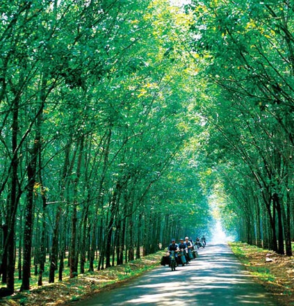Sức sống cây cao su vùng Bắc Trung bộ