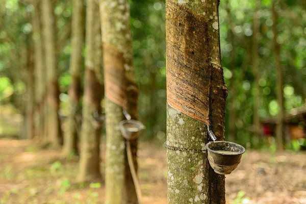Giá cao su hôm nay 12/10: Giá cao su kỳ hạn đồng loạt tăng