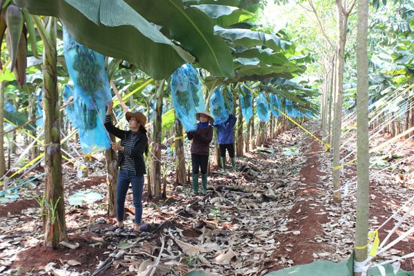 Lợi thế cạnh tranh giảm, doanh nghiệp cao su chuyển sang trồng chuối