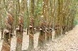 Liên minh 3 nước Thái Lan, Indonesia và Malaysia chuẩn bị kế hoạch cắt giảm xuất khẩu cao su