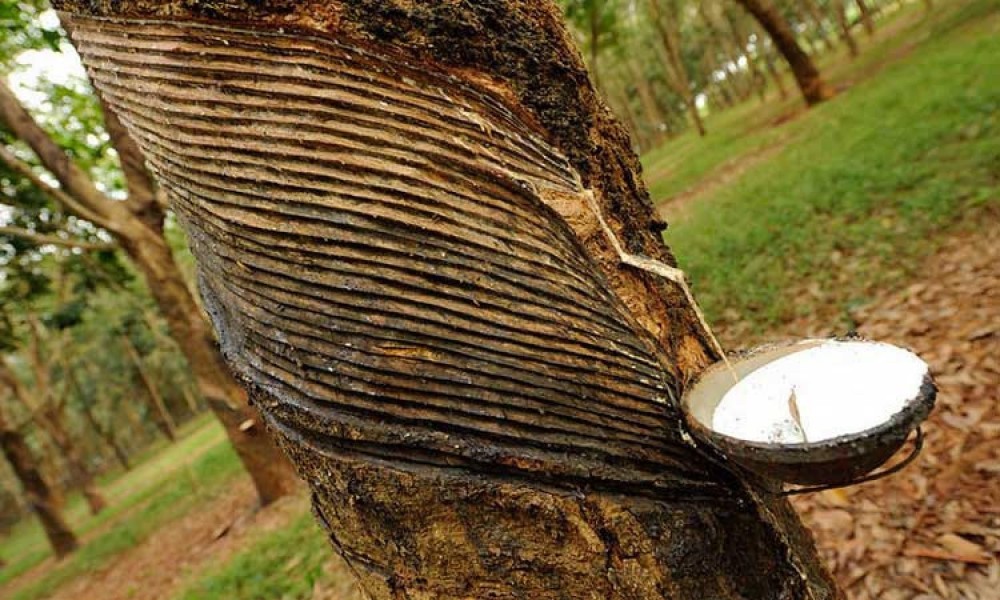 Giá cao su hôm nay 27/5: Bật tăng, cao su Việt Nam bán giá cao, doanh nghiệp mạnh tay &apos;chốt&apos; mục tiêu kinh doanh tăng vọt