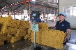 Tự hào với truyền thống 4 thế hệ công nhân cao su