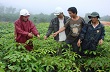Cao su đổi phận đất nghèo