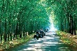 TT cao su châu Á ngày 26/3/2020: Giá tại Tokyo giảm do lo ngại đại dịch 