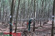VRG đã thoái vốn hơn 976 tỷ đồng