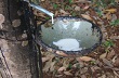 Xuất khẩu cao su Campuchia, lượng tăng, kim ngạch giảm