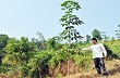 Hậu quả của trồng cao su không đúng kỹ thuật