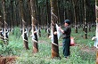Lợi nhuận cao su sẽ không tăng