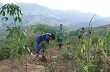 Mường Nhé hiện có trên 1.100ha cây cao su