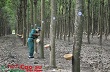 Cao su Dầu Tiếng: Cam kết thu mua cao su tiểu điền cao hơn giá thị trường
