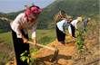 Than Uyên: Hoàn thành trồng thí điểm 10ha cây cao su