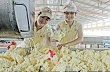 HRC: Doanh thu cao su 10 tháng đạt 414,6 tỷ đồng 