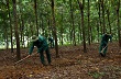 Tạm dừng khai thác cao su đợt đầu tiên ở Lai Châu 