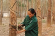 Giá mủ tăng, công nhân phấn khởi