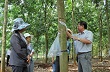 Công tác tái cơ cấu của VRG: Quyết liệt, vững chắc, hiệu quả