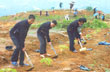 Công tác tái canh trồng mới VRG năm 2012: Chất lượng vườn cây được nâng cao