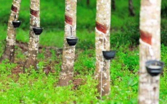 Thị trường cao su Malaysia sẽ hồi phục trong tuần này