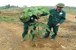 Nghệ An vẫn thủy chung với cây cao su