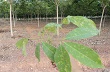 Một số vấn đề cần lưu ý trong phòng trị bệnh phấn trắng 
