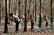 Campuchia tăng mạnh xuất khẩu cao su năm 2014
