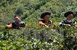 Cho vay phục vụ tam nông: Nới rộng những "khe cửa hẹp"