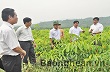 Nghệ An: Quan tâm tháo gỡ khó khăn cho doanh nghiệp trồng cao su 