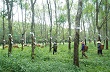 Giá cao su thấp, trộm mủ giảm hẳn