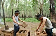 Thu nhập hàng trăm triệu từ nuôi ong trong vườn cao su