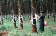 Giá cao su Tocom giảm do tồn kho Trung Quốc tăng mạnh