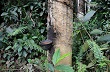 Rubber plantation brings both work and worries to Gabon