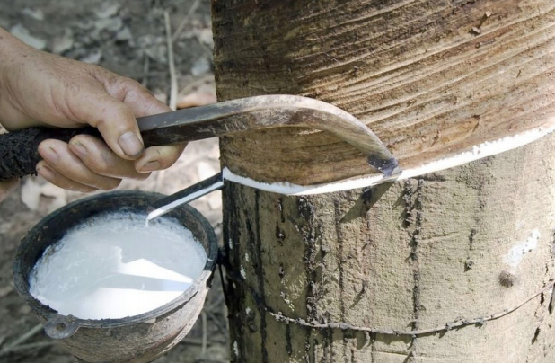 Báo cáo ngành hàng mủ cao su tháng 9/2019: Tăng trong nửa đầu tháng 9