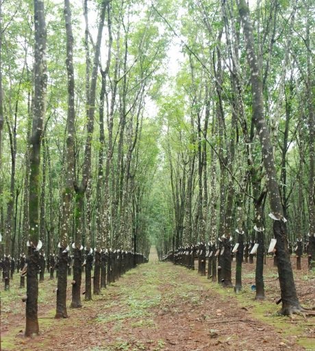 Nguồn cung giảm đang đẩy giá cao su cuối năm lên cao