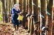 Bón phân Văn Điển nâng chất lượng mủ cao su