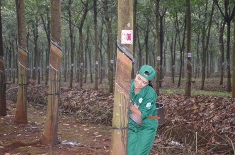 Hội thi Bàn tay vàng Cao su Bình Long: Thêm động lực hoàn thành vượt kế hoạch