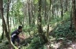 Các Công ty Cổ phần Cao su: Tích cực triển khai dự án trồng rừng thay thế