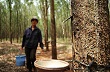 Ấn Độ: Chiến dịch trồng cao su theo hướng phát triển bền vững