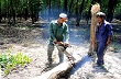 Cao su rớt giá, công nhân cạo mủ nghỉ việc 
