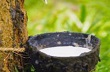Chính phủ Thái sẽ giữ vững lập trường, không tăng giá cao su