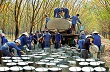 Nguy cơ Ấn Độ điều tra chống bán phá giá cao su Việt Nam