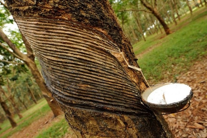 Phát triển cao su tại Lào và Campuchia: Hướng đến năng suất cao và bền vững