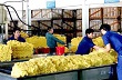 Giá cao su Tocom tăng theo giá dầu