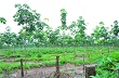 Tuyển dụng lao động người DTTS vào làm công nhân cao su ở Gia Lai : Từ chủ trương đến thực tế