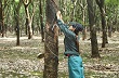 Công ty cao su Phú Riềng bán 123,16 ha cao su thanh lý