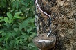 Các nước cùng hợp tác để ngăn giá cao su giảm sâu