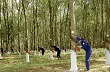 Công ty  Cao su Quốc tế ba bên khuyên không nên bán sản phẩm ở giá hiện tại 