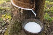 Giá cao su châu Á giảm thấp kỷ lục trong nhiều năm 
