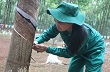 Việt Nam trở thành nước sản xuất cao su thứ ba thế giới 