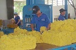 Công ty Cổ phần Cao su Phước Hòa: Một thương hiệu mạnh đã được khẳng định