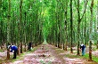 Hội nghị người lao động Tập đoàn Công nghiệp Cao su Việt Nam